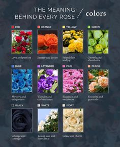 the meaning behind every rose / colors