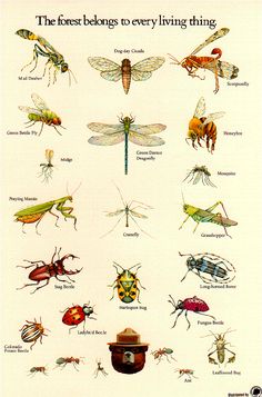 an insect poster with many different types of bugs