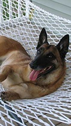 a dog laying in a hammock with its tongue hanging out