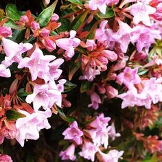 Pink Abelia (7887340568831) Types Of Shrubs, Growing Bamboo, Climate Zones, Colored Leaves, Blue Lily, Lilac Pink, California Landscape, Sun And Water, Flowers Bloom