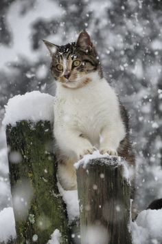 a cat sitting on top of a wooden post in the snow with snow flakes