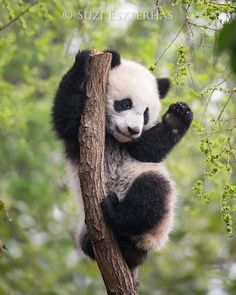 a panda bear is climbing up a tree branch with his paw on the limb and looking at the camera