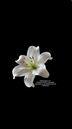 a white flower is shown against a black background