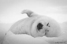 a baby seal laying on top of snow covered ground