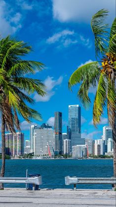 palm trees and benches overlooking the ocean in front of a cityscape with skyscrapers