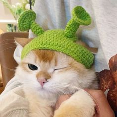 an orange and white cat wearing a green crocheted hat on top of it's head