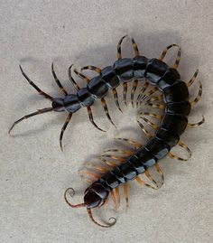 two black and brown bugs on a white surface with one bug crawling towards the camera