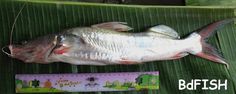 a dead fish on a banana leaf next to a ruler