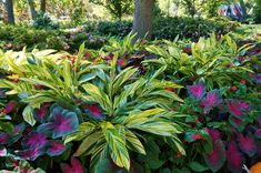 colorful plants in the middle of a garden