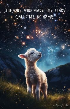 a sheep standing on top of a grass covered field under a sky filled with stars