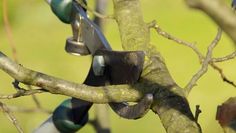 several pairs of scissors are stuck in the branches of a tree