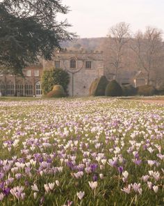 purple and white flowers in front of a large building with trees on the other side