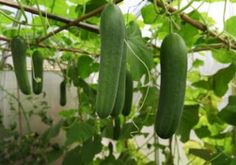 cucumbers hanging from a vine in a greenhouse