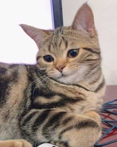 a cat laying on top of a desk next to a computer mouse