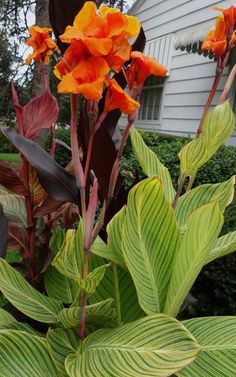 some orange flowers and green leaves in front of a house