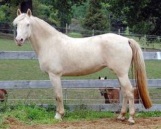 a white horse standing in front of a fence with other horses behind it and trees in the background