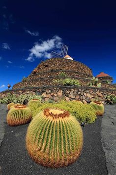 Cactus Landscaping Ideas: Succulent Plant and Windmill Drought Tolerant Plants, Desert Landscape, Garden Features