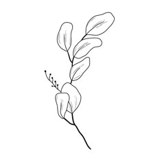 a single flower on a white background royalty illustration