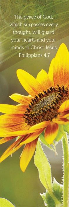 a sunflower with a bible verse on it