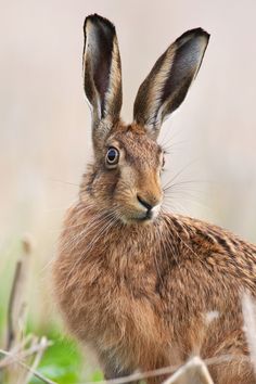 a brown rabbit is standing in the grass