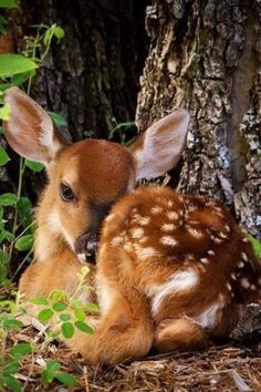 a baby deer laying next to a tree