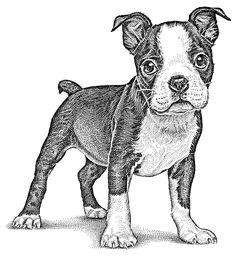 a black and white drawing of a small dog with big eyes, standing on the ground