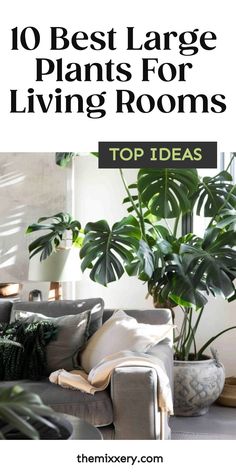 the top 10 best large plants for living rooms