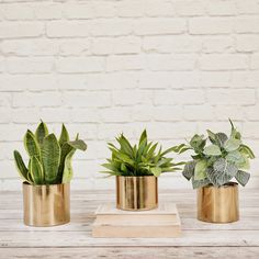 three brass planters with succulents in them sitting on a wooden table