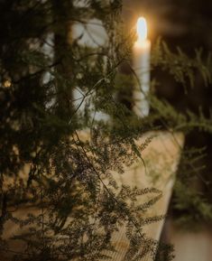 a candle is lit in the distance behind some branches