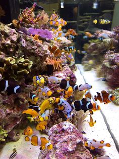 an aquarium filled with lots of different types of colorful fish in it's tank