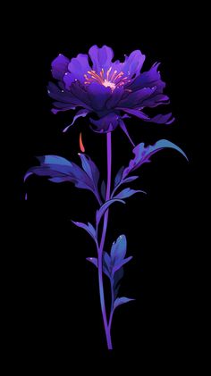 a purple flower on a black background