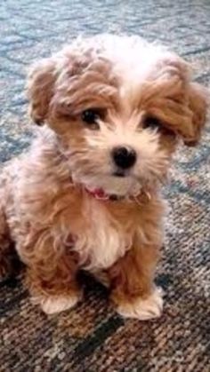 a small brown dog sitting on top of a carpet