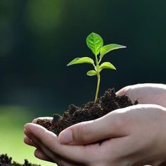 two hands holding a young plant in dirt