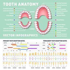 Orthodontist human tooth anatomy vector ... Dental Diagram, Teeth Diagram, Tooth Anatomy, Diagram Illustration