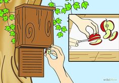 a person cutting an apple into slices on a wooden box next to a tree with green leaves