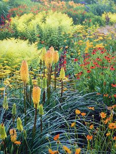 many different types of flowers in a field