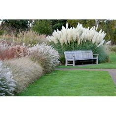 a wooden bench sitting in the middle of a lush green field next to tall grass