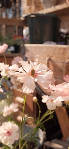 some pink flowers are growing in a pot