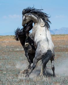 Wild Horses. It's serious Horse Reference, Horse Equestrian, Draft Horses