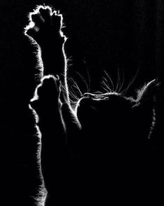 a black and white photo of a cat in the dark