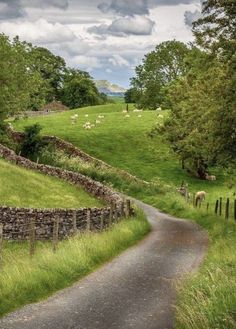 a country road with sheep grazing in the distance