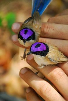 two small birds with purple and black feathers