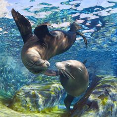 two sea lions swimming in an aquarium with their heads touching each other's noses