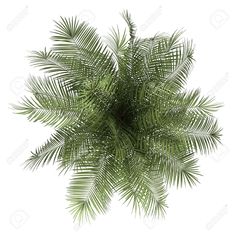 an overhead view of a palm tree on a white background stock photo - 957982