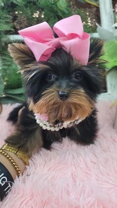 a small dog with a pink bow on it's head