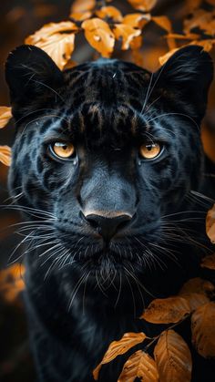 a close up of a black leopard with yellow eyes and leaves around it's neck