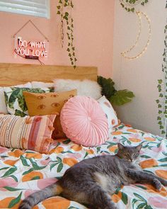 a cat laying on top of a bed in a room with pink walls and pillows