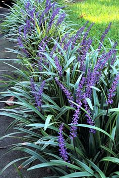 purple flowers are growing along the edge of a sidewalk in front of some green grass