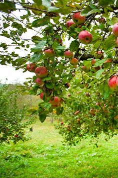 an apple tree filled with lots of red apples on top of green leaves and grass