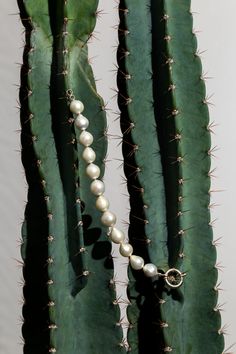 a close up of a cactus with a necklace on it